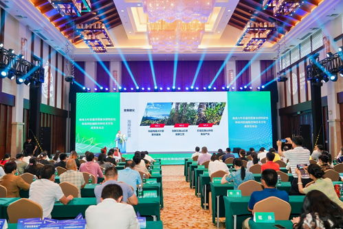 海南大葉茶 山茶家族的新成員，熱帶雨林的獨特饋贈